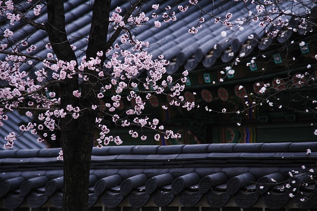 Primavera Corea del Sur Primavera Corea del Sur