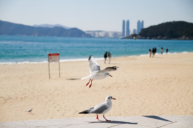 Playa busan Haeundae