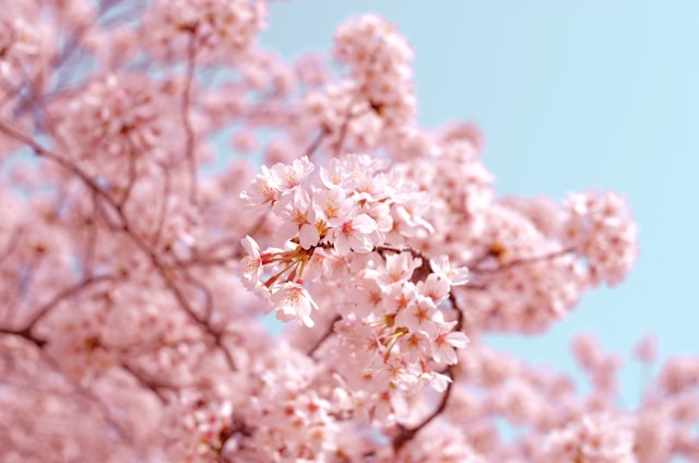 Cerezos en flor Corea