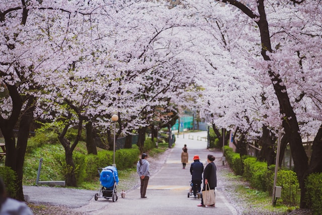 Cerezos en Flor Corea