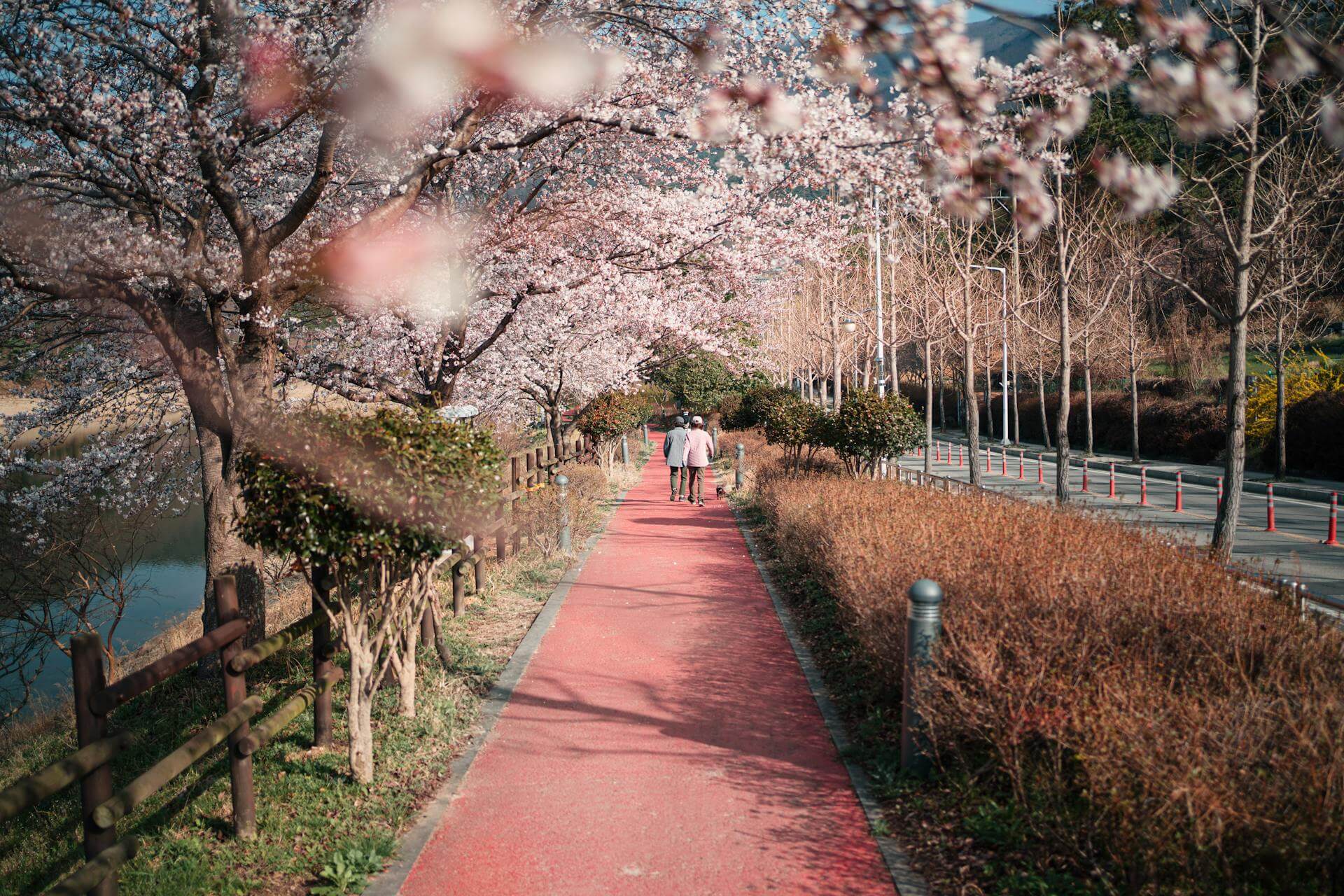 Cerezos en Flor